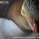 Illustration for article titled Flightless Friday - Megadyptes antipodes Edition